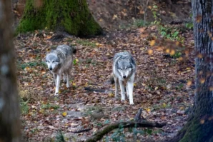 Jean-Marc · 02/11/2025 · 3558 x 2372 Cette photographie met en scène deux loups gris comme sujets principaux. La composition montre les animaux en mouvement dans un cadre naturel, légèrement en contre-plongée, ce qui accentue leur présence. Le cadrage est serré, centré sur les loups avec un arrière-plan flou de forêt et de feuilles mortes.La lumière, douce et naturelle, semble provenir d’un éclairage tamisé, créant des ombres légères. Les couleurs dominantes sont les tons terreux (beiges, bruns) et gris, renforçant l’ambiance sauvage et forestière. Le style est réaliste et documentaire, évoquant une scène authentique et immersive dans un environnement naturel.