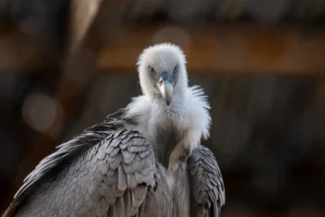 Jean-Marc · 02/11/2025 · 3389 x 2259 Cette photographie met en scène un oiseau, probablement un échassier, comme un héron ou une cigogne, en gros plan. Le sujet principal est sa tête et son cou, avec un plumage gris et des nuances claires autour du bec. La composition est simple et centrée, avec un cadrage serré qui isole l’animal.La lumière, douce et naturelle, met en valeur les détails des plumes. Les couleurs dominantes sont les gris et blancs, avec des touches de bleu sur le bec. Le style est réaliste et documentaire, créant une ambiance calme et contemplative, presque sauvage.