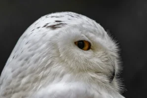 Xavier · 02/11/2025 · 2048 x 1366 Cette photographie met en scène un **hibou blanc**, probablement un harfang des neiges, en sujet principal. Le **cadrage serré** isole sa tête, mettant en valeur ses traits distinctifs : plumage blanc pur et regard perçant.La **composition** est épurée, centrée sur l’animal. La **lumière**, douce et naturelle, accentue les contrastes entre les plumes et les yeux. Les **couleurs dominantes** sont le blanc immaculé et les tons chauds des iris orangés.Le style est **réaliste et documentaire**, avec une ambiance **sauvage et mystérieuse**, évoquant la pureté et la force de la nature arctique.