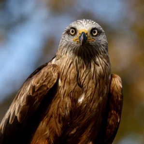 Xavier · 02/11/2025 · 2048 x 2048 Cette photographie met en scène un **aigle ou un rapace similaire** comme sujet principal. Le **cadrage serré** isole son visage et son plumage, offrant un détail saisissant. La **composition** est équilibrée, centrée sur les yeux perçants de l'oiseau.La **lumière**, douce et naturelle, met en valeur les textures des plumes et souligne les contrastes. Les **couleurs dominantes** sont des tons **bruns, gris et blancs**, avec des reflets dorés autour des yeux.Le style est **réaliste et naturaliste**, créant une **ambiance puissante et majestueuse**, presque sauvage.