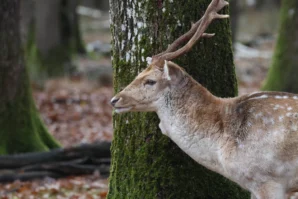 Laurence · 6960 x 4640 Cette photographie met en scène un **chevreuil** comme sujet principal, dont les bois et le pelage tacheté sont visibles. La **composition** est simple et naturelle, avec l’animal en contact avec un **tronc d’arbre** vert mousseux.Le **cadrage** est serré, centré sur le chevreuil, avec un arrière-plan légèrement flou. La **lumière** semble douce et naturelle, probablement en journée. Les **couleurs dominantes** sont les tons **verts** (feuillage, écorce) et **beiges/bruns** (pelage du chevreuil).Le style est **documentaire et réaliste**, évoquant une ambiance **sauvage et paisible**, typique d’un environnement forestier.