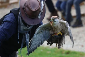 Laurence · 6960 x 4640 Cette photographie met en scène un **rapace, probablement un faucon pèlerin**, comme sujet principal, en vol plané près d’une personne vêtue d’un manteau bleu et d’un chapeau. La **composition** est dynamique, centrée sur l’interaction entre l’oiseau et l’humain. Le **cadrage** est serré, capturant les détails des ailes déployées et des plumes.La **lumière** semble naturelle, avec des contrastes doux. Les **couleurs dominantes** sont les teintes grises et brunes du rapace, contrastant avec le bleu du manteau. Le style est **documentaire et réaliste**, évoquant une ambiance de **liberté et de connexion avec la nature**.