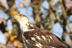 Laurence · 6960 x 4640 Cette photographie met en scène un **faucon**, sujet principal, en gros plan. Le **cadrage** serré isole son visage et son plumage, avec un arrière-plan flou de branches et feuilles.La **lumière** naturelle, douce et légèrement latérale, met en valeur les détails des plumes et accentue les contrastes. Les **couleurs dominantes** sont les tons bruns, blancs et gris du faucon, avec des touches de jaune sur son bec.Le style est **naturel et réaliste**, capturant une scène sauvage. L’**ambiance** est calme et contemplative, évoquant la puissance et la liberté de l’oiseau dans son habitat.