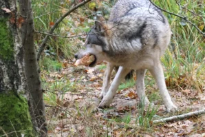 Laurence · 6960 x 4640 Cette photographie met en scène un loup gris comme sujet principal, en train de marcher en forêt. Le cadrage est serré, centré sur l'animal, avec un arrière-plan légèrement flou composé de troncs et de feuilles mortes.La lumière semble naturelle, douce et tamisée, créant des ombres douces. Les couleurs dominantes sont les tons gris et blancs du pelage du loup, contrastant avec les bruns et verts de la forêt. Le style est réaliste et documentaire, capturant une scène naturelle avec authenticité. L'ambiance est calme et sauvage, évoquant la nature préservée.