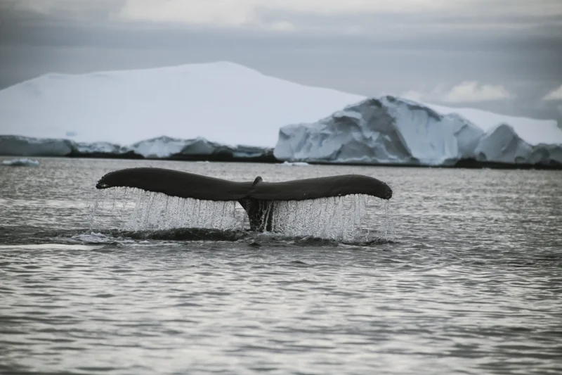 Ahmet · 17/12/2023 · 3000 x 2000 Cette photographie met en scène un **baleine** en train de plonger, son sujet principal. La **composition** est épurée, centrée sur la queue puissante de l'animal.Le **cadrage** est serré sur l'avant-plan aquatique, avec des **glaces et montagnes en arrière-plan**. La **lumière**, douce et naturelle, crée des contrastes subtils. Les **couleurs dominantes** sont des teintes froides : gris bleutés et blancs, renforçant une ambiance **sauvage et mystérieuse**.Le style est **documentaire et artistique**, évoquant la grandeur et la fragilité des écosystèmes polaires. L'ambiance est **sereine et majestueuse**.