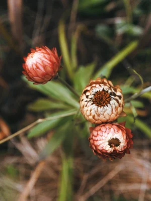 Ahmet · 22/11/2025 · 1920 x 2560 Cette photographie met en scène des **buds de fleurs séchées ou fanées**, probablement des boutons de pissenlit ou de type similaire. Le **sujet principal** est ces fleurs en train de s’ouvrir, révélant leurs centres duveteux.La **composition** est simple et naturelle, avec un **cadrage serré** qui isole les fleurs. La **lumière**, douce et naturelle, semble provenir d’un éclairage indirect, créant des ombres légères. Les **couleurs dominantes** sont des tons **beiges, bruns et verts** délavés, renforçant un aspect organique et terreux.Le **style** est minimaliste et documentaire, tandis que l’**ambiance** évoque la fragilité et la beauté discrète de la nature en déclin.