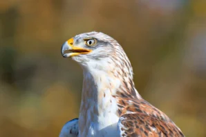 Ahmet · 02/11/2025 · 2560 x 1707 Cette photographie met en scène un **aigle ou un rapace** comme sujet principal, capturé en gros plan. Le **cadrage serré** isole son visage, mettant en valeur ses traits perçants et son plumage. La **lumière naturelle**, douce et légèrement latérale, accentue les détails et crée un contraste entre les zones éclairées et ombragées. Les **couleurs dominantes** sont des tons beiges, bruns et blancs, avec des touches de jaune sur le bec et les yeux.Le style est **réaliste et naturaliste**, évoquant une ambiance sauvage et majestueuse, presque contemplative. L'image transmet une impression de puissance et de vigilance.