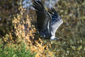 Ahmet · 02/11/2025 · 2560 x 1706 Cette photographie met en scène un **oiseau en vol**, probablement un rapace, comme sujet principal. Le **cadrage serré** isole l’animal, capturant ses ailes déployées avec précision.La **composition** est dynamique, mettant en valeur le mouvement grâce à un angle bas. La **lumière naturelle**, douce et légèrement latérale, accentue les contrastes et les détails des plumes. Les **couleurs dominantes** sont les tons **bruns, gris et blancs** de l’oiseau, avec des touches de **vert et jaune** des feuilles en arrière-plan.Le style est **naturel et réaliste**, créant une **ambiance sauvage et apaisante**.