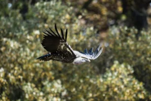 Ahmet · 02/11/2025 · 2560 x 1706 Cette photographie met en scène un oiseau en vol, probablement un martinet ou un hirondelle, avec des ailes déployées et une queue fourchue. Le cadrage est serré, centré sur l'animal, avec un arrière-plan flou de végétation dense.La lumière naturelle, vive et contrastée, accentue les détails du plumage. Les couleurs dominantes sont les teintes sombres de l'oiseau (noir et gris) et les verts jaunâtres de la végétation. Le style est dynamique, capturant le mouvement avec netteté. L'ambiance est sauvage et naturelle, évoquant la liberté et l'agilité de l'oiseau dans son milieu.