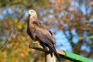 Ahmet · 02/11/2025 · 2560 x 1707 Cette photographie met en scène un **aigle ou un rapace** perché sur une branche. Le **sujet principal** est net et centré, avec un **cadrage serré** qui isole l’oiseau.La **composition** est simple et équilibrée, avec un arrière-plan flou de feuillage automnal. La **lumière** naturelle, douce, met en valeur les détails du plumage. Les **couleurs dominantes** sont les tons bruns et blancs de l’oiseau, contrastant avec les **teintes chaudes** (oranges, jaunes) des feuilles en arrière-plan.Le style est **naturel et réaliste**, créant une **ambiance calme et sauvage**.