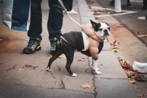 Deniz · 22/11/2025 · 5034 x 3356 Cette photographie met en scène un **Bouledogue** comme sujet principal, attaché par une laisse, marchant sur un trottoir. La **composition** est simple et centrée, avec une partie des jambes d’une personne en arrière-plan.Le **cadrage** est serré, mettant l’accent sur le chien. La **lumière** semble naturelle, légèrement tamisée, créant des ombres douces. Les **couleurs dominantes** sont des tons neutres (gris du trottoir, noir et blanc du chien) avec des touches de brun et vert (feuilles mortes).Le style est **documentaire et spontané**, évoquant une ambiance **urbaine et quotidienne**.