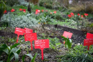Deniz · 22/11/2025 · 6000 x 4000 Cette photographie montre un jardin bien organisé avec des plates-bandes végétales. Le sujet principal est une série de petites plantes étiquetées par des pancartes rouges indiquant leurs noms, comme *Sedum*.La composition est symétrique et ordonnée, avec des allées de terre séparant les cultures. Le cadrage est serré, mettant en valeur les détails des plantes et des étiquettes. La lumière semble naturelle et douce, probablement en journée.Les couleurs dominantes sont les verts variés des plantes, les rouges des pancartes, et quelques touches de blanc et gris. Le style est documentaire et pédagogique, évoquant une ambiance calme et studieuse, typique d’un jardin botanique ou d’un espace d’apprentissage horticole.