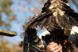 Vera · 02/11/2025 · 6960 x 4640 Cette photographie met en scène un **rapace**, probablement un faucon ou un épervier, comme sujet principal. Le **cadrage** est serré sur l’animal, avec ses ailes déployées et ses serres visibles.La **composition** est dynamique, centrée sur la tête et le corps de l’oiseau. La **lumière** naturelle, douce et légèrement dorée, crée des contrastes entre ombres et plumes. Les **couleurs dominantes** sont des tons bruns, gris et noirs, avec des reflets dorés.Le **style** est réaliste et naturel, évoquant une ambiance sauvage et majestueuse, renforcée par le flou de l’arrière-plan.