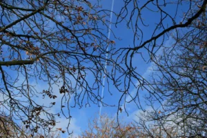 Marie-Odile · 1600 x 1066 Cette photographie met en scène des **branches nues et entrelacées** d’un arbre, probablement en hiver. Le **sujet principal** est la structure graphique des rameaux, formant un réseau complexe.La **composition** est dynamique, avec un **cadrage serré** qui isole les branches contre un ciel bleu intense. La **lumière** est naturelle, vive et contrastée, accentuant les ombres et les détails des branches. Les **couleurs dominantes** sont le **bleu profond du ciel** et les **tons bruns/gris des branches**.Le style est **minimaliste et épuré**, évoquant une **ambiance calme et presque mélancolique**, typique d’un paysage hivernal.
