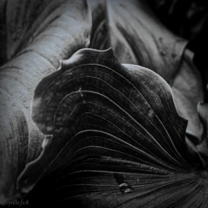 Cyrille · 22/11/2025 · 1000 x 1000 Cette photographie met en scène une feuille, probablement de fougère ou de plante similaire, comme sujet principal. La composition est centrée sur les textures complexes et les plis délicats de la feuille, capturés en gros plan.Le cadrage serré isole la feuille, mettant en valeur ses détails organiques. La lumière, douce et naturelle, crée des contrastes subtils et des ombres profondes, accentuant le relief. En noir et blanc, les couleurs dominantes sont les nuances de gris, allant du clair au très foncé.Le style est artistique et minimaliste, évoquant une ambiance contemplative et presque mystique, soulignant la beauté de la nature dans sa simplicité.