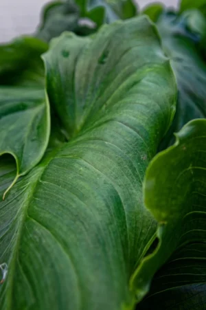 Cyrille · 22/11/2025 · 798 x 1200 Cette photographie met en valeur une feuille de chou vert, sujet principal. La composition est simple et épurée, centrée sur la texture et les plis de la feuille. Le cadrage serré isole le sujet, mettant en relief ses détails organiques.La lumière douce et naturelle accentue les nuances de vert, créant des ombres subtiles. Les couleurs dominantes sont des verts profonds et clairs, avec des reflets légèrement bleutés.Le style est réaliste et photographique, sans retouches apparentes. L’ambiance est calme et naturelle, évoquant la fraîcheur et la simplicité des produits bruts.