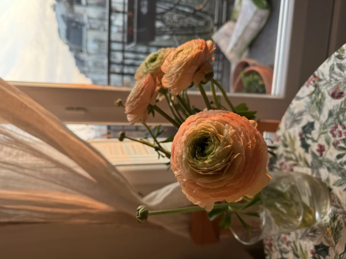 Deniz · 11/03/2025 · 5712 x 4284 Cette photographie met en valeur deux fleurs fanées de type renoncules, légèrement flétries, posées sur une surface. Le cadrage est serré, centré sur les fleurs, avec un arrière-plan légèrement flou incluant des éléments décoratifs et une fenêtre laissant entrer une lumière douce.Les couleurs dominantes sont des tons pastel orangés et blancs, adoucis par une lumière naturelle et tamisée. L’ambiance est calme et mélancolique, évoquant la fragilité et la beauté éphémère. Le style est simple et naturel, avec une touche poétique et intimiste.