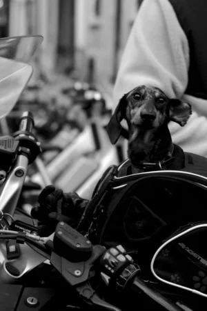 Thomas · 01/11/2025 · 1080 x 1624 Cette photographie met en scène un chien, sujet principal, assis sur une moto. La composition joue sur le contraste entre l’animal et le véhicule, créant une ambiance insolite. Le cadrage est serré, centré sur le chien et les détails techniques de la moto.La lumière, douce et contrastée, accentue les textures et les ombres, renforçant l’aspect dramatique. En noir et blanc, les tons dominants varient du clair au foncé, soulignant les formes et les matières. Le style est documentaire et artistique, évoquant une scène spontanée et poétique, tout en capturant une atmosphère à la fois mystérieuse et chaleureuse.