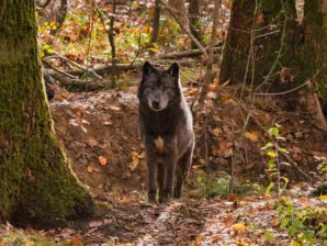 Nelson · 02/11/2025 · 4214 x 3160 Cette photographie met en scène un loup gris comme sujet principal, positionné au centre du cadre. La composition suit une ligne de fuite naturelle, avec un sentier forestier bordé d'arbres et de feuilles mortes.Le cadrage est serré, mettant en valeur l'animal dans son environnement. La lumière, douce et tamisée, crée des ombres légères, typique d'une ambiance automnale ou matinale. Les couleurs dominantes sont les tons terreux (bruns, ocres) et les verts profonds de la forêt, avec des touches de gris et de noir pour le loup.Le style est réaliste et naturel, évoquant une atmosphère sauvage et mystérieuse.