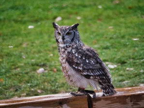 Nelson · 02/11/2025 · 5184 x 3888 Cette photographie met en scène un hibou, probablement une chouette effraie, comme sujet principal. Le cadrage est serré, centré sur l'oiseau posé sur une planche en bois. La composition est simple et naturelle, avec un arrière-plan flou de pelouse verte.La lumière semble douce et naturelle, probablement en journée. Les couleurs dominantes sont les tons bruns et blancs de l'oiseau, contrastant avec le vert de la végétation. Le style est documentaire et réaliste, capturant l'animal dans son environnement. L'ambiance est calme et paisible.