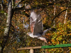Nelson · 02/11/2025 · 3387 x 2541 Cette photographie met en scène un **oiseau en vol**, probablement un rapace, comme sujet principal. Le **cadrage** est serré sur l’animal, capturé en plein essor depuis une perche en bois.La **composition** joue sur le contraste entre le mouvement dynamique de l’oiseau et l’arrière-plan immobile. La **lumière** naturelle, douce et légèrement dorée, accentue les détails des plumes et crée des ombres subtiles.Les **couleurs dominantes** sont les tons automnaux (oranges, bruns) des feuilles, tandis que l’oiseau arbore des teintes plus contrastées (gris, blanc et marron). Le style est **naturel et documentaire**, évoquant une **ambiance paisible et sauvage**.