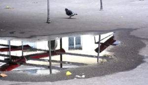 Pascale · 22/11/2025 · 1000 x 576 Cette photographie met en scène un **pigeon** comme sujet principal, posé sur le bord d’une flaque d’eau reflétant un bâtiment. La **composition** joue sur le miroir naturel formé par la flaque, créant une symétrie visuelle. Le **cadrage** est serré, centré sur la flaque et l’oiseau, avec des éléments urbains en arrière-plan.La **lumière** semble naturelle, probablement en journée, avec des tons doux. Les **couleurs dominantes** sont grises (asphalte, bâtiment) et bleutées (flaque), rehaussées par des touches de rouge et de jaune (déchets ou objets au sol). Le style est **réaliste et documentaire**, évoquant une **ambiance urbaine mélancolique et calme**.