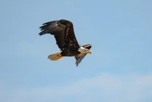 Vera · 02/11/2025 · 5432 x 3621 Cette photographie met en scène un **aigle en vol**, sujet principal, capturé en plein essor avec ses ailes déployées et sa tête tournée vers l’observateur. La **composition** est épurée, centrée sur l’oiseau contre un fond de ciel bleu dégagé.Le **cadrage** est serré, mettant en valeur la puissance et la liberté de l’animal. La **lumière** naturelle éclaire l’aigle de manière uniforme, accentuant ses plumes sombres et son bec jaune. Les **couleurs dominantes** sont le brun foncé de l’aigle et le bleu clair du ciel, créant un contraste saisissant.Le style est **naturel et dynamique**, évoquant une **ambiance de liberté et de majesté**.