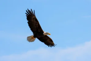 Vera · 02/11/2025 · 6025 x 4017 Cette photographie met en scène un **aigle en vol**, sujet principal, capturé en plein essor avec ses ailes déployées. La **composition** est épurée, centrée sur l’oiseau contre un ciel dégagé. Le **cadrage** serré isole l’aigle, accentuant son mouvement.La **lumière** naturelle, douce et uniforme, éclaire l’aigle sans ombres marquées. Les **couleurs dominantes** sont les teintes **brunes et blanches** de l’aigle, contrastant avec le **bleu clair** du ciel.Le style est **naturel et réaliste**, transmettant une **ambiance de liberté et de puissance**, typique des rapaces en vol.