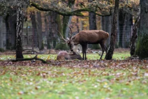 Vera · 02/11/2025 · 6960 x 4640 Cette photographie met en scène un **cerf** comme sujet principal, debout dans une forêt. La **composition** est naturelle, avec des arbres en arrière-plan et des feuilles au sol.Le **cadrage** est serré sur l’animal, mais laisse percevoir l’environnement boisé. La **lumière** est tamisée, créant une ambiance douce et légèrement mystérieuse. Les **couleurs dominantes** sont les tons verts et bruns, adoucis par des touches de jaune et d’orange des feuilles mortes.Le **style** est réaliste et photographique, sans retouche apparente. L’**ambiance** est calme et sauvage, évoquant la sérénité d’un sous-bois automnal.