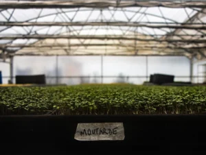 Vera · 22/11/2025 · 6160 x 4640 Cette photographie montre des plants de jeunes pousses alignés dans une serre, probablement des micro-pousses ou graines en germination. Le sujet principal est ces cultures, disposées en rangées ordonnées.La composition est horizontale, avec un cadrage serré sur les plants, légèrement floutés à l’arrière. La lumière naturelle, douce et diffuse, traverse les structures de la serre, créant une ambiance claire et apaisante. Les couleurs dominantes sont les verts tendres des pousses et les tons grisâtres des éléments métalliques de la serre. Le style est documentaire et épuré, évoquant une ambiance industrielle et naturelle à la fois.