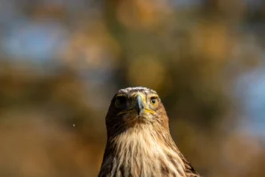 Vera · 02/11/2025 · 6960 x 4640 Cette photographie met en scène un **rapace**, probablement un faucon ou une buse, comme sujet principal. Le **cadrage** est serré sur son visage, accentuant son regard perçant et ses traits expressifs. La **composition** est simple et efficace, centrée sur l’animal.La **lumière** est douce et naturelle, créant des contrastes subtils sur les plumes. Les **couleurs dominantes** sont des tons chauds : brun-roux, blanc et quelques touches de vert en arrière-plan flou. Le style est **réaliste et documentaire**, avec une ambiance **sauvage et majestueuse**, évoquant la force et la liberté de la nature.