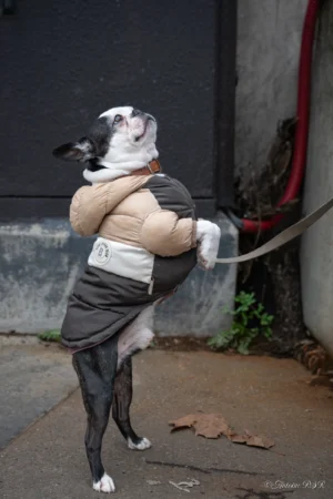 Antoine · 22/11/2025 · 1667 x 2500 Cette photographie met en scène un chien vêtu d’un déguisement humain, tenant une laisse. Le sujet principal est centré, avec un cadrage serré qui isole l’animal.La composition est simple, avec un arrière-plan neutre (mur et sol). La lumière semble naturelle, légèrement tamisée, créant des ombres douces. Les couleurs dominantes sont les tons gris (déguisement), noir (poils du chien) et quelques touches de vert (végétation).Le style est humoristique et décalé, évoquant une ambiance ludique et amusante.