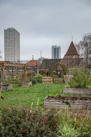 Antoine · 22/11/2025 · 2000 x 3000 Cette photographie montre un jardin potager urbain en premier plan, avec des parcelles cultivées et des structures en bois. En arrière-plan, des bâtiments modernes contrastent avec une tour historique.La composition oppose nature et urbanisation, avec un cadrage large incluant un horizon lointain. La lumière est douce et diffuse, typique d’un jour nuageux, adoucissant les contrastes. Les couleurs dominantes sont les verts des plantes, les bruns de la terre et du bois, et les gris des bâtiments.Le style est documentaire et réaliste, évoquant une ambiance paisible mais contrastée entre tradition et modernité.