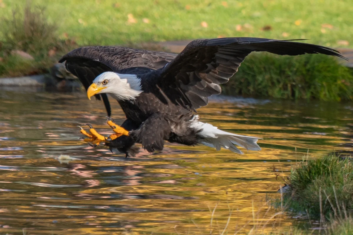 Jean-Marc · 02/11/2025 · 2117 x 1411 Cette photographie met en scène un **aigle (probablement un pygargue à tête blanche)** en vol plané au-dessus d’un plan d’eau. Le **sujet principal** est l’oiseau, capturé en mouvement avec ses ailes déployées et une proie dans ses serres.La **composition** est dynamique, centrée sur l’aigle, avec un **cadrage serré** qui isole l’animal. La **lumière** naturelle, douce et latérale, accentue les détails et crée des reflets dorés sur l’eau. Les **couleurs dominantes** sont les tons bruns et blancs de l’aigle, contrastant avec les verts et jaunes des végétaux et des reflets aquatiques.Le **style** est réaliste et naturel, évoquant une **ambiance sauvage et majestueuse**.