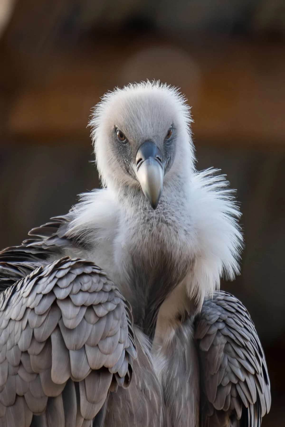 Jean-Marc · 02/11/2025 · 1447 x 2171 Cette photographie met en scène un jeune vautour, sujet principal, dont les traits juvéniles sont visibles avec son plumage gris et blanc ainsi que sa peau nue bleutée autour des yeux. Le cadrage est serré, centré sur sa tête et son cou, isolant l'animal du fond flou.La lumière douce et naturelle met en valeur les textures et les détails. Les couleurs dominantes sont les tons gris-beige, adoucis par des reflets blancs. Le style est documentaire et réaliste, créant une ambiance calme et contemplative, soulignant la beauté naturelle et la fragilité de l'animal.