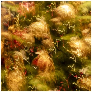Cette photographie met en scène des **fleurs ou bourgeons** flous, probablement des coquelicots ou des pissenlits, avec des **traînées lumineuses** évoquant des mouvements rapides, comme des insectes ou des éclairs stylisés.La **composition** est dense et texturée, avec un **cadrage serré** sur les détails végétaux. Les **couleurs dominantes** sont des tons **verts, jaunes et ocres**, adoucis par des touches de rouge. La **lumière** semble naturelle mais dynamique, créant un effet onirique et presque abstrait.Le **style** est artistique, proche du **flou artistique et des effets de lumière longuement posés**, donnant une **ambiance rêveuse et poétique**.