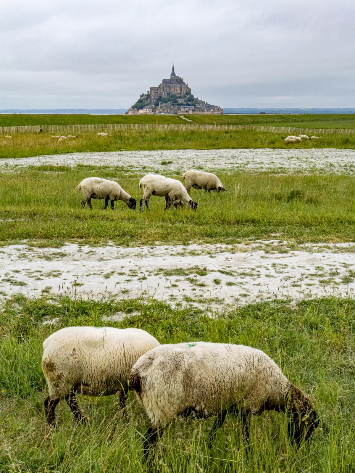 Laurent · 2160 x 2877 Cette photographie met en scène un troupeau de moutons en pâturage. Le **sujet principal** est les moutons, dispersés dans un paysage pastoral.La **composition** est équilibrée, avec un premier plan occupé par deux moutons et un arrière-plan montrant d’autres animaux et, au loin, le **Mont-Saint-Michel**, encadré par une étendue de terre et d’herbe. Le **cadrage** est large, capturant une vue panoramique.La **lumière** est douce et diffuse, typique d’un jour nuageux. Les **couleurs dominantes** sont les verts de l’herbe, les gris des nuages et les tons beiges des moutons. Le **style** est réaliste et naturel, évoquant une **ambiance** paisible et sereine.