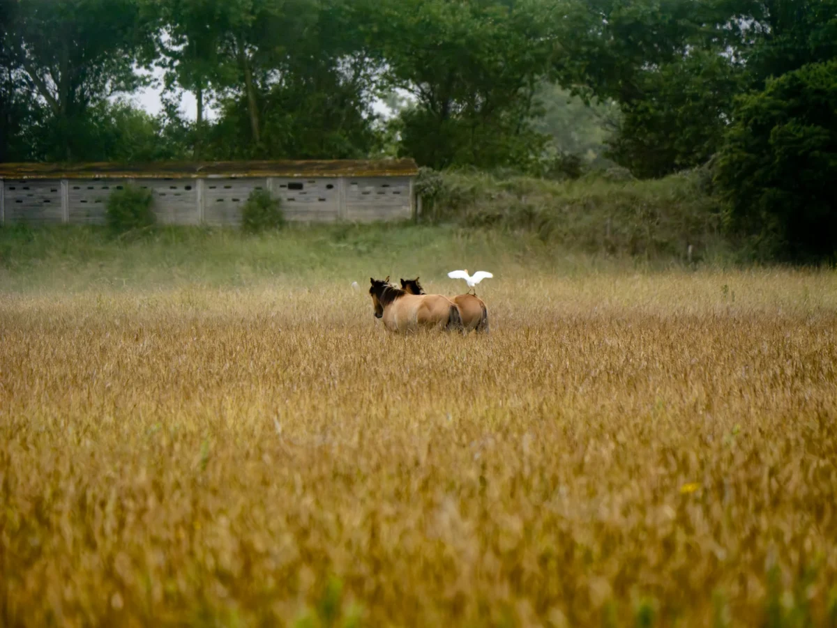 Laurent · 2877 x 2160 Cette photographie met en scène deux chiens dans un champ de blé presque récolté. Le sujet principal est ces animaux, en mouvement, au premier plan.La composition est simple et naturelle, avec un cadrage serré sur les chiens et un arrière-plan légèrement flou. La lumière, douce et tamisée, crée une ambiance paisible et légèrement nostalgique. Les couleurs dominantes sont les tons dorés du blé et les teintes terreuses des chiens, avec des touches de vert et de gris en arrière-plan.Le style est réaliste et documentaire, évoquant une scène rurale calme et authentique.