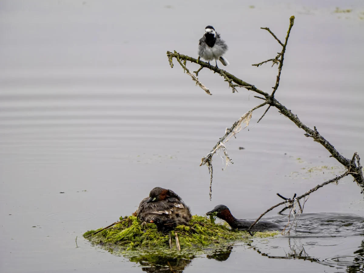 Laurent · 2877 x 2160 Cette photographie met en scène deux oiseaux aquatiques. Le sujet principal est un oiseau perché sur une branche morte, tandis qu’un autre se repose sur un amas de végétation flottante.La composition est équilibrée, avec un cadrage serré sur les oiseaux et leur environnement immédiat. La lumière, douce et naturelle, semble tamisée, créant des contrastes subtils. Les couleurs dominantes sont des tons neutres (gris, beige) et des touches de vert et de blanc.Le style est réaliste et documentaire, capturant une scène paisible et naturelle. L’ambiance est calme et contemplative, évoquant la sérénité d’un écosystème aquatique.