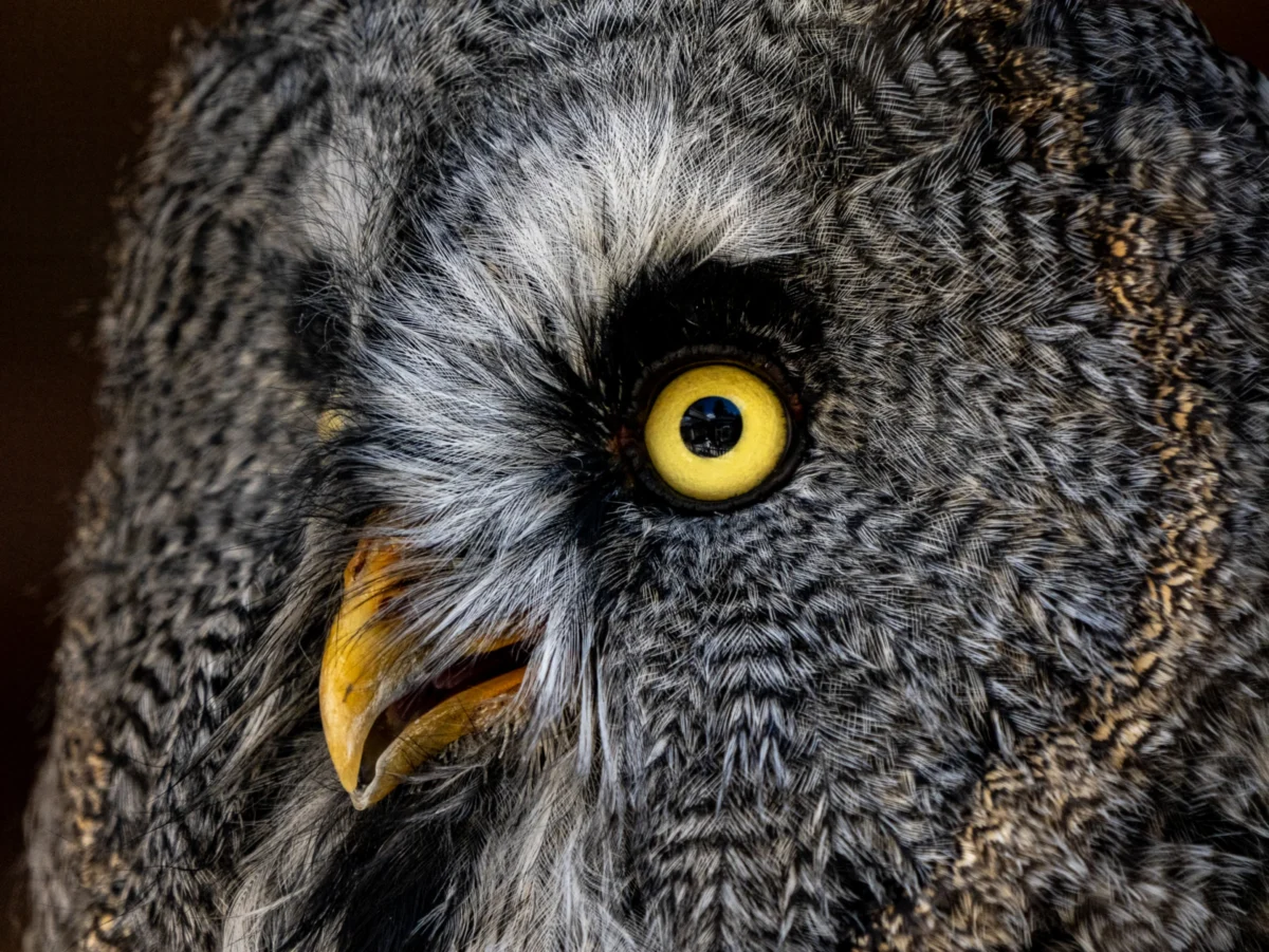 Laurent · 2877 x 2160 Cette photographie met en scène un **rapace**, probablement un hibou ou une chouette, comme sujet principal. Le **cadrage serré** isole son œil perçant et son bec, créant une impression d’intimité et de puissance. La **composition** est centrée sur les détails expressifs, accentuant l’intensité du regard.La **lumière** semble douce et naturelle, mettant en valeur les textures des plumes et l’iris jaune vif. Les **couleurs dominantes** sont les tons gris-brun des plumes et le jaune éclatant de l’œil, contrastant avec le fond sombre. Le style est **réaliste et naturaliste**, évoquant une **ambiance mystérieuse et captivante**.