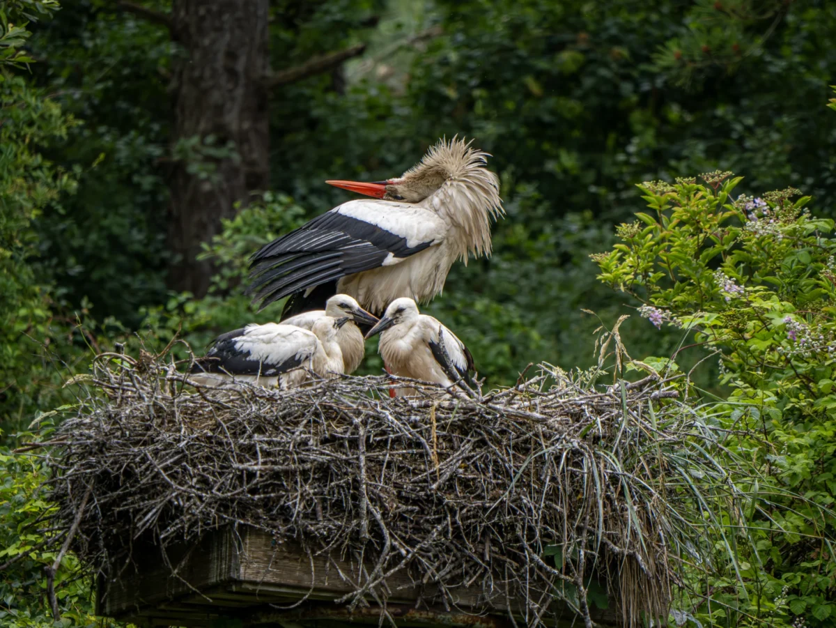 Laurent · 2877 x 2160 Cette photographie met en scène un couple d'oiseaux, probablement des cigognes, et leurs petits dans un nid. Le sujet principal est le nid, situé en hauteur, avec les oiseaux en position attentive ou reposante.La composition est naturelle, centrée sur le nid et les oiseaux, avec un arrière-plan de végétation dense. Le cadrage est serré, mettant en valeur les détails du nid et des oiseaux.La lumière semble douce et naturelle, probablement en journée. Les couleurs dominantes sont les tons verts de la végétation, les bruns du nid, et les teintes blanches et grises des oiseaux.L’ambiance est calme et paisible, évoquant un moment de vie sauvage préservée.