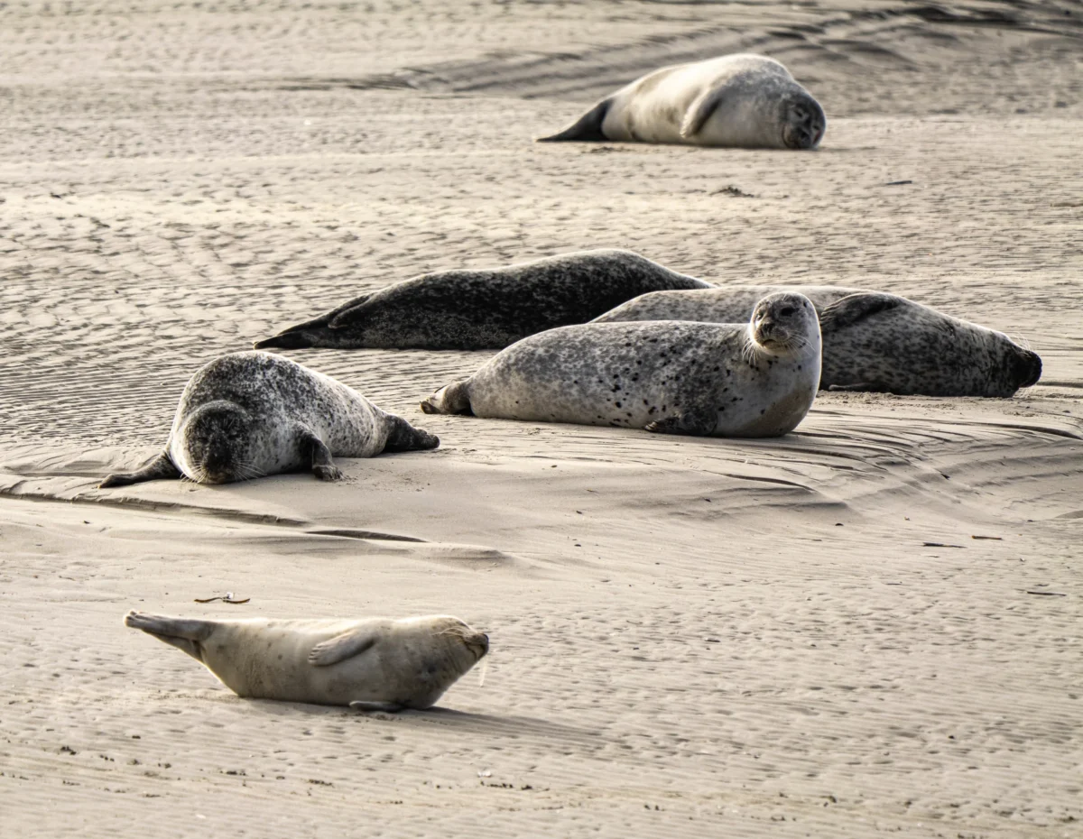 Laurent · 2788 x 2160 Cette photographie montre des **phoques** comme sujets principaux, reposant sur une plage de sable. La **composition** est naturelle, avec un cadrage serré sur les animaux, mettant en valeur leur posture détendue. La **lumière**, douce et légèrement diffuse, crée des contrastes subtils et accentue les textures des pelages.Les **couleurs dominantes** sont les tons gris des phoques et le beige clair du sable, renforçant une ambiance sobre et apaisante. Le **style** est documentaire et réaliste, captant un moment authentique. L’**ambiance** est calme et paisible, évoquant la sérénité de la nature sauvage.