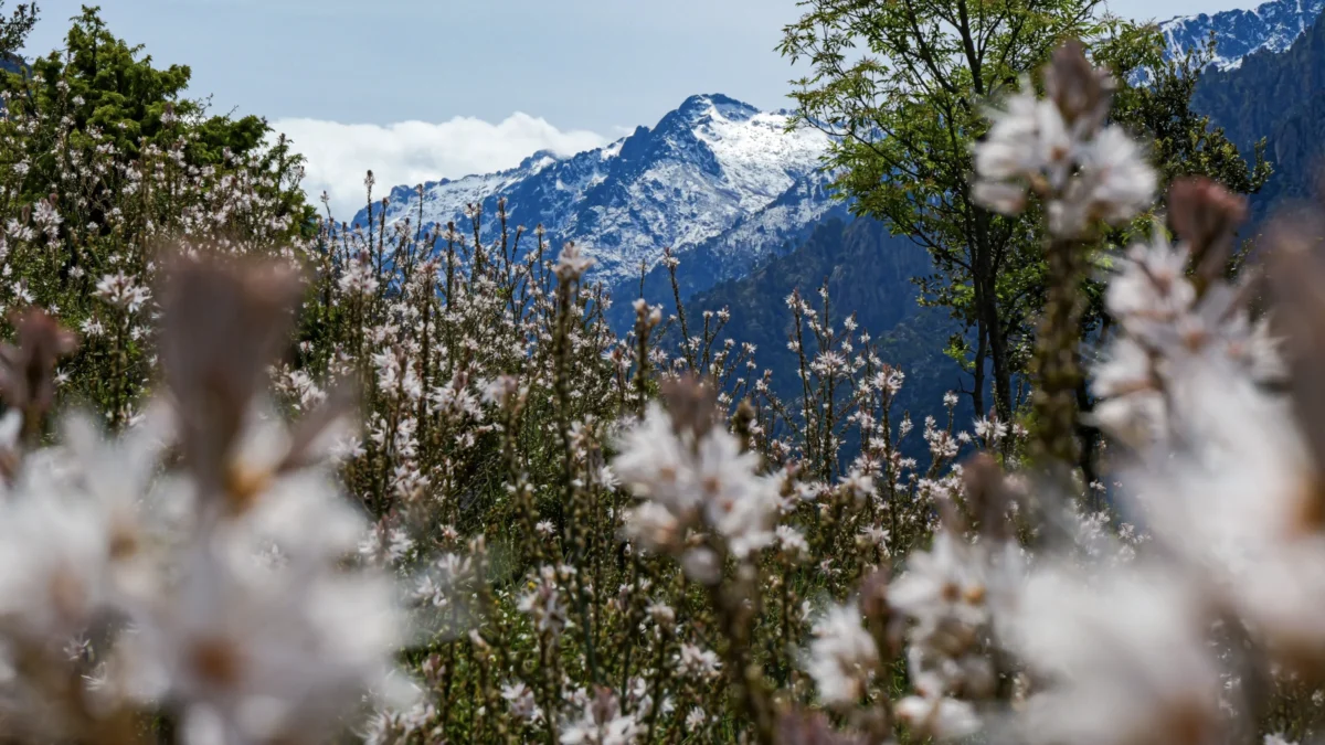 Laurent · 3840 x 2160 Cette photographie met en avant des **fleurs de cotonnier** en premier plan, légèrement floues, créant un effet de profondeur. En arrière-plan, des **montagnes enneigées** dominent le cadrage, encadrées par une végétation verte.La **composition** joue sur le contraste entre le détail texturé des fleurs et l’immensité des paysages montagneux. Le **cadrage serré** en avant-plan et l’ouverture vers l’arrière-plan offrent une perspective dynamique. La **lumière** naturelle, douce et légèrement diffuse, adoucit les contrastes.Les **couleurs dominantes** sont les verts des feuilles, les blancs des montagnes et des fleurs, avec des touches de gris. Le style est **naturel et poétique**, évoquant une **ambiance paisible et presque onirique**.