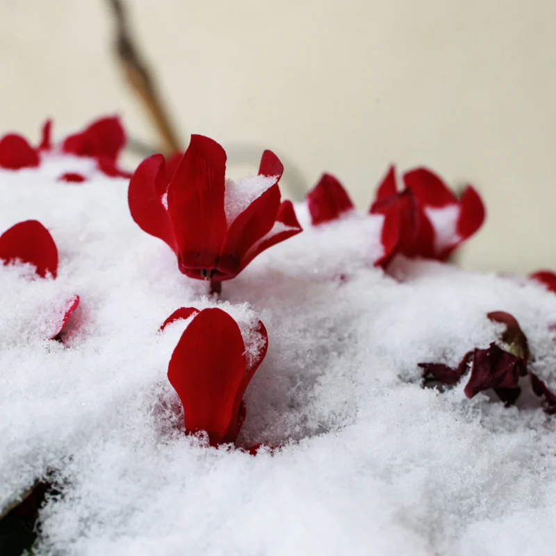 Claude · 4000 x 4000 Cette photographie met en scène des fleurs rouges, probablement des pensées ou des primevères, partiellement recouvertes de neige.La composition est simple et épurée, avec un cadrage serré qui isole les fleurs. La lumière douce et naturelle accentue les détails des pétales et de la neige, créant un contraste saisissant. Les couleurs dominantes sont le rouge vif des fleurs et le blanc immaculé de la neige, renforçant une ambiance hivernale et poétique. Le style est minimaliste et naturel, évoquant une touche de beauté fragile et éphémère dans un paysage hivernal.