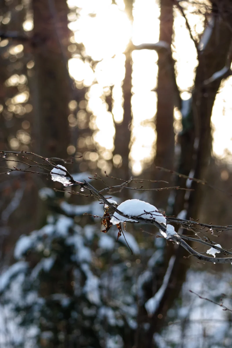 Claude · 3247 x 4870 Cette photographie met en scène un œuf suspendu à une branche, probablement un œuf de caille ou d'oiseau. La composition joue sur le contraste entre le sujet net et l'arrière-plan flou, créant un effet de profondeur.Le cadrage est serré sur l'œuf, avec une lumière douce et naturelle filtrant à travers les arbres. Les couleurs dominantes sont des tons froids et neutres, avec des touches de blanc et de gris, renforcés par la lumière dorée du soleil traversant les branches.L'ambiance est paisible et presque mystique, évoquant la fragilité et la beauté de la nature.
