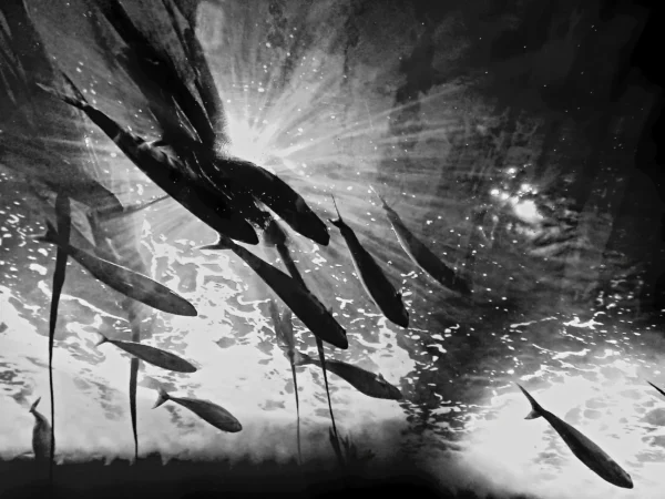 Emmanuelle · 23/01/2026 · 4000 x 3000 Cette photographie en noir et blanc met en scène un banc de poissons en mouvement, sujet principal. La composition est dynamique, avec des lignes de nage sinueuses et une disposition en forme de V. Le cadrage serré et légèrement bas accentue le sentiment de profondeur et de vitesse.La lumière, provenant d’une source centrale, crée des reflets éclatants et des contrastes marqués, soulignant les formes des poissons. Les couleurs dominantes sont les nuances de gris, renforçant l’aspect dramatique. Le style, presque abstrait, évoque une ambiance onirique et intense, mêlant mouvement et mystère sous-marin.
