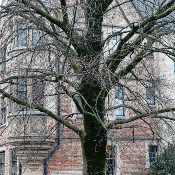 Nathalie F. · 17/01/2026 · 4160 x 4160 Cette photographie met en scène un **arbre nu**, sujet principal, dont les branches tortueuses dominent le cadre. La **composition** est centrée sur cet arbre, avec un **cadrage serré** qui isole ses ramures devant un bâtiment en arrière-plan.La **lumière**, douce et naturelle, semble tamisée, créant des contrastes subtils. Les **couleurs dominantes** sont les tons gris-brun de l’arbre et les teintes rougeâtres des briques du bâtiment, adoucies par des nuances grises et bleutées.Le style est **minimaliste et contemplatif**, évoquant une **ambiance mélancolique et paisible**, presque hivernale.
