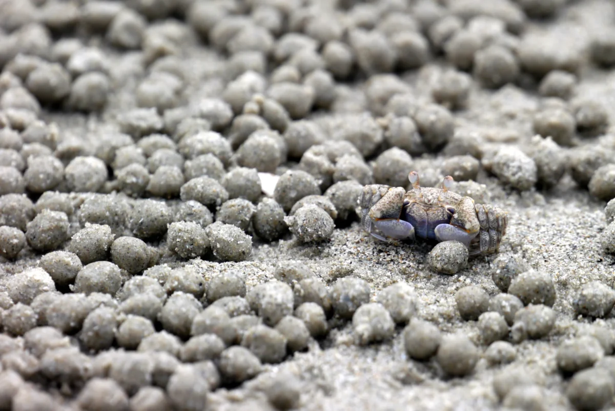 Daniel · 30/08/2014 · 3966 x 2650 Cette photographie met en scène un petit insecte, probablement une fourmi, comme sujet principal. La composition est centrée sur cet insecte, entouré de granules blancs et arrondis, évoquant du sable ou des graines.Le cadrage est serré, mettant en valeur les détails texturés des granules et l’insecte. La lumière est douce et naturelle, créant des ombres subtiles. Les couleurs dominantes sont des tons blancs et gris, avec une touche de bleu sur l’insecte.Le style est réaliste et documentaire, offrant une ambiance minutieuse et presque microscopique, soulignant la fragilité et la précision de la nature.