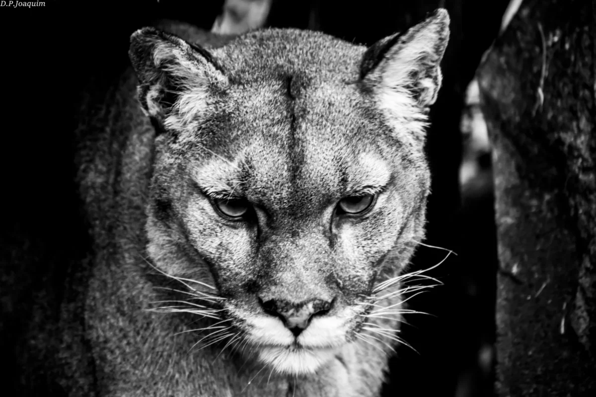 Pierre-Joaquim · 13/11/2021 · 6000 x 4000 Cette photographie met en scène un **puma** (ou couguar) en sujet principal. Le **cadrage** est serré, centré sur son visage, capturant ses traits expressifs et sa fourrure texturée. La **composition** est simple et efficace, avec un arrière-plan sombre qui isole l’animal.La **lumière**, contrastée, accentue les détails et crée des ombres marquées, renforçant l’intensité du cliché. En **noir et blanc**, les tons varient du blanc pur aux noirs profonds, soulignant la puissance et la grâce du félin. Le **style** est documentaire et artistique, évoquant une **ambiance** sauvage et mystérieuse.