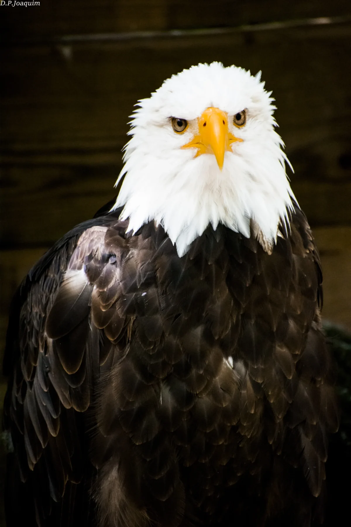 Pierre-Joaquim · 22/08/2020 · 4000 x 6000 Cette photographie met en scène un **aigle à tête blanche**, sujet principal bien cadré au centre. La composition est simple et épurée, avec un premier plan mettant en valeur son regard perçant et son plumage.La lumière, douce et naturelle, éclaire uniformément le sujet, accentuant les détails des plumes et du bec jaune. Les **couleurs dominantes** sont les tons blancs, bruns et noirs du plumage, contrastant avec le jaune vif du bec et des yeux.Le style est **réaliste et documentaire**, créant une ambiance à la fois majestueuse et sauvage, renforcée par le fond neutre et discret.